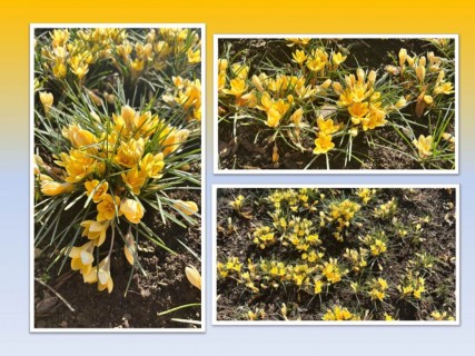 Projekt KROKUS na ZŠ UNESCO pokračuje